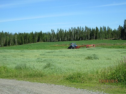 フィンランド、牧草の刈り入れ