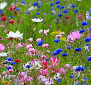 野の花