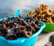 キノコ、フィンランド